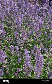 Image result for Katzenminze