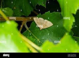 Attēlu rezultāti vaicājumam “Herminia tarsicrinalis”