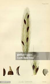 Attēlu rezultāti vaicājumam “Claviceps purpurea”