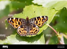 Attēlu rezultāti vaicājumam “Araschnia levana”