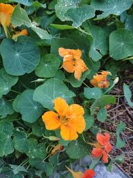 Attēlu rezultāti vaicājumam “Tropaeolum majus”