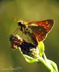 Attēlu rezultāti vaicājumam “Ochlodes sylvanus underside”