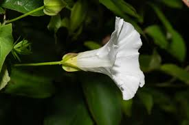 Attēlu rezultāti vaicājumam “Calystegia sepium”