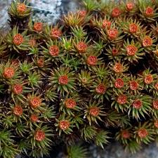 Attēlu rezultāti vaicājumam “Polytrichum piliferum”