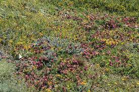 Attēlu rezultāti vaicājumam “Anthyllis maritima”