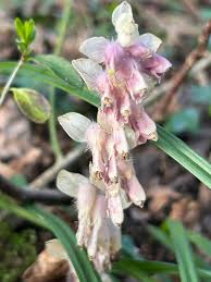 Attēlu rezultāti vaicājumam “Lathraea squamaria flower”