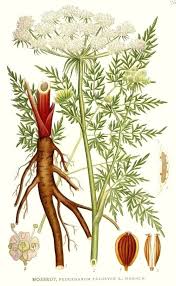 Attēlu rezultāti vaicājumam “Peucedanum palustre fruit”