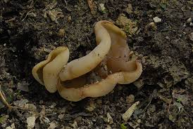 Attēlu rezultāti vaicājumam “Peziza varia”