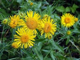 Attēlu rezultāti vaicājumam “Inula britannica”