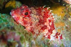 Image result for Scorpaena scrofa