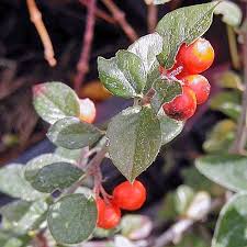 Attēlu rezultāti vaicājumam “Cotoneaster multiflorus fruit”