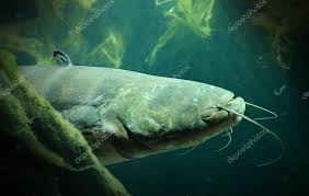 Image result for Silurus glanis
