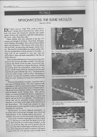 Attēlu rezultāti vaicājumam “Craterium leucocephalum stalked”