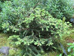Attēlu rezultāti vaicājumam “Picea abies fo. virgata fruit”
