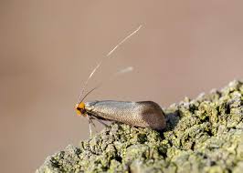 Attēlu rezultāti vaicājumam “Adela cuprella”