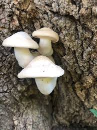 Attēlu rezultāti vaicājumam “Hypsizygus ulmarius”