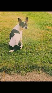 Image result for Haxby Netball Club