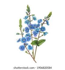 Attēlu rezultāti vaicājumam “Veronica chamaedrys bud”