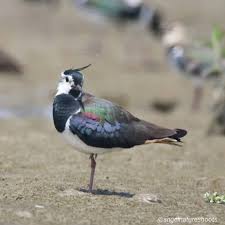 Attēlu rezultāti vaicājumam “Vanellus vanellus”