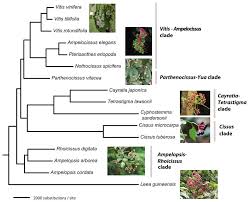Attēlu rezultāti vaicājumam “Vitaceae”