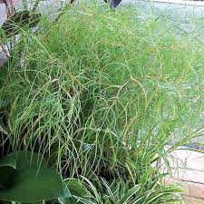 Attēlu rezultāti vaicājumam “Diachea muscorum”