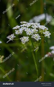 Image result for Chaerophyllum aureum