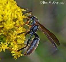 Attēlu rezultāti vaicājumam “Hymenoptera”