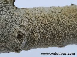 Attēlu rezultāti vaicājumam “Schizopora paradoxa”