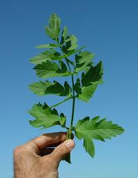 Attēlu rezultāti vaicājumam “Pastinaca sativa”