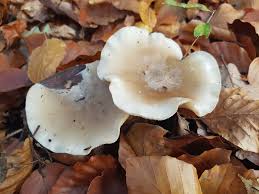 Attēlu rezultāti vaicājumam “Clitocybe nebularis”