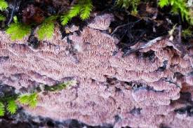 Attēlu rezultāti vaicājumam “Ceriporia excelsa”