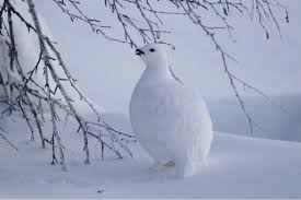 Image result for Lagopus lagopus