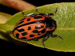 Attēlu rezultāti vaicājumam “Chrysomela vigintipunctata”