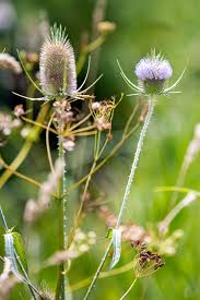 Image result for Dipsacus laciniatus