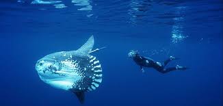 Image result for Mola mola