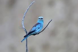 Attēlu rezultāti vaicājumam “Coracias garrulus adult”