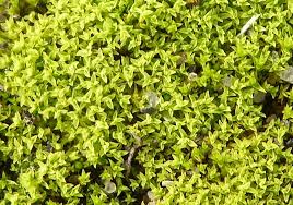 Attēlu rezultāti vaicājumam “Barbula convoluta sporophyte”