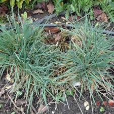 Attēlu rezultāti vaicājumam “Koeleria glauca leaf”