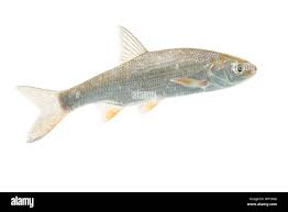 Attēlu rezultāti vaicājumam “Leuciscus idus”