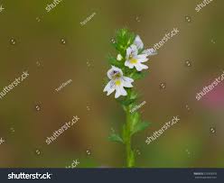 Image result for Euphrasia stricta
