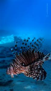 Image result for Pterois miles