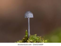 Attēlu rezultāti vaicājumam “Mycena pseudocorticola”