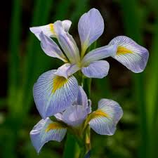 Image result for Iris