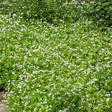 Image result for Galium odoratum