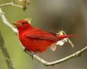 Northern Cardinal, Identification, All About Birds - Cornell Lab ...