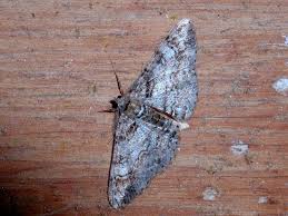 Attēlu rezultāti vaicājumam “Cleora cinctaria”