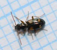 Attēlu rezultāti vaicājumam “Bembidion quadrimaculatum”