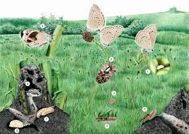 Attēlu rezultāti vaicājumam “Maculinea teleius”