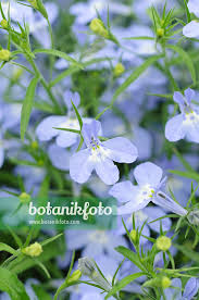 Attēlu rezultāti vaicājumam “Lobelia erinus flower”