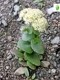 Attēlu rezultāti vaicājumam “Hylotelephium telephium”